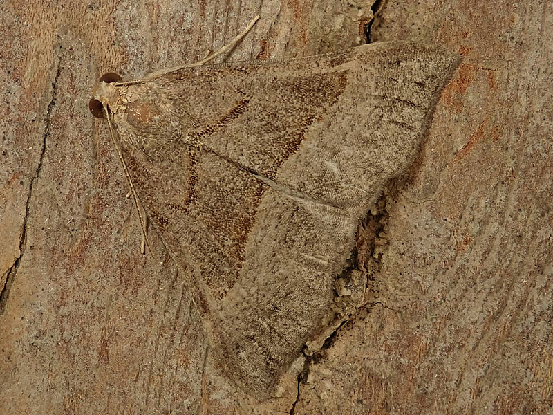 aiuto identificazione